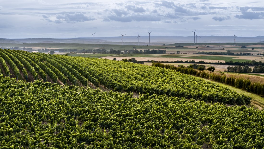 Bermersheimer Hildegardisberg