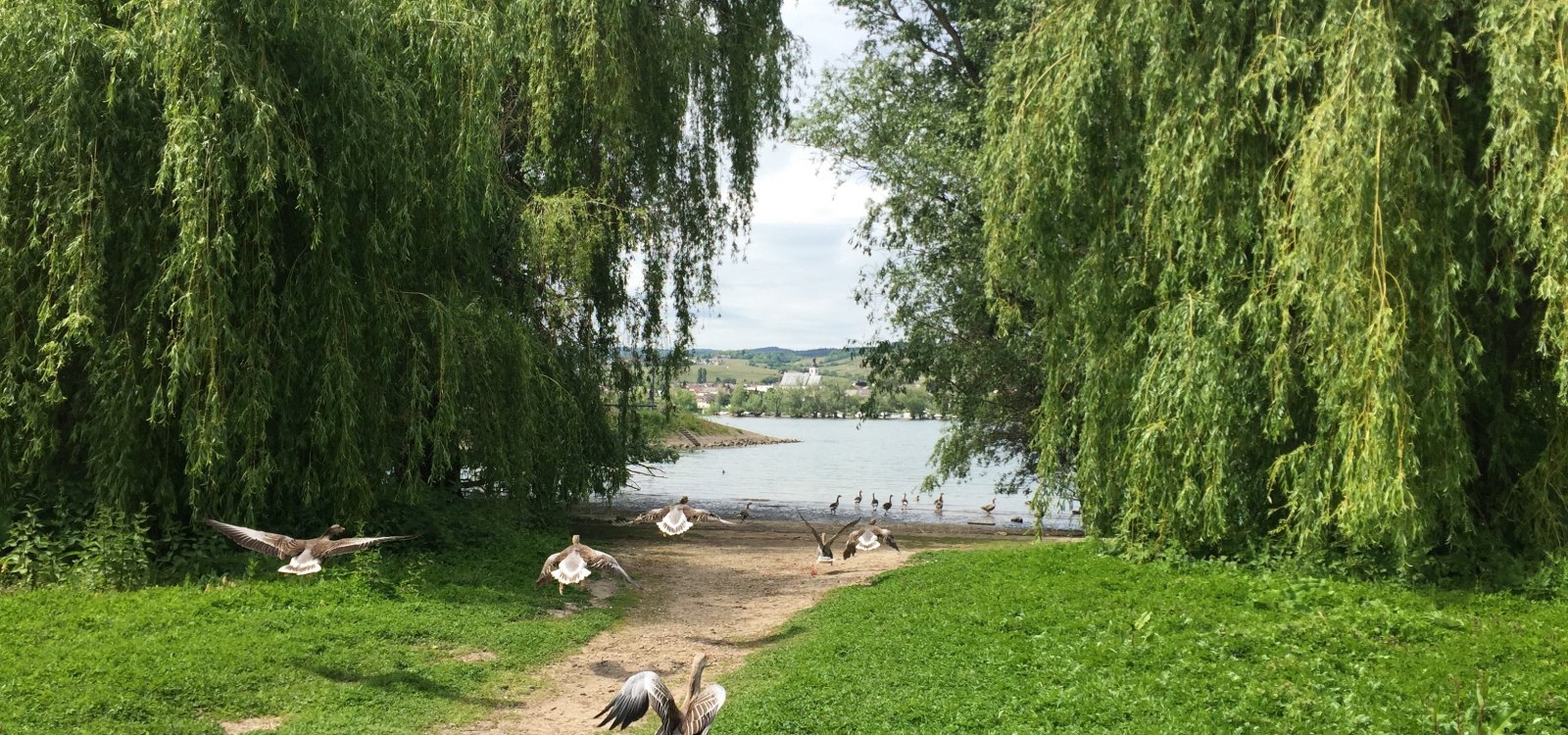 Rheinauenerlebnispfad mit Enten, &copy; Petra Julius/IKuM GmbH