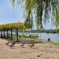 Rheinufer in Heidenfahrt mit Blick auf Hafen © Rheinhessen-Touristik GmbH