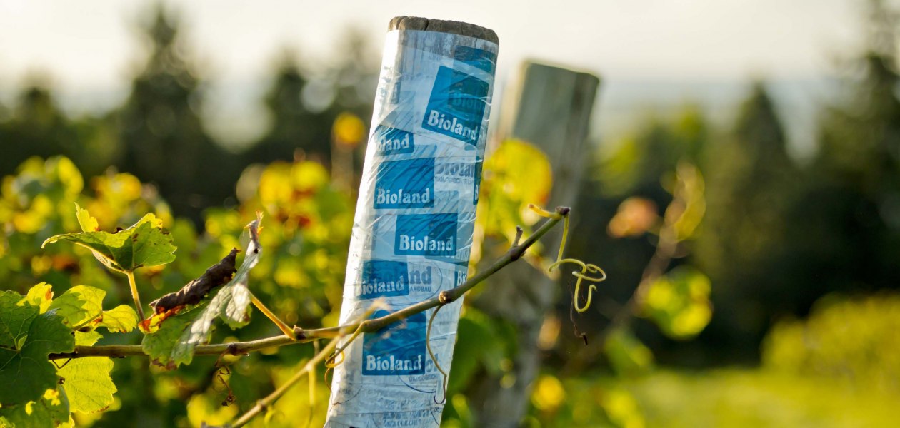 wijnmakerij-gaenz-bioland-stapel, &copy; Weingut G&auml;nz