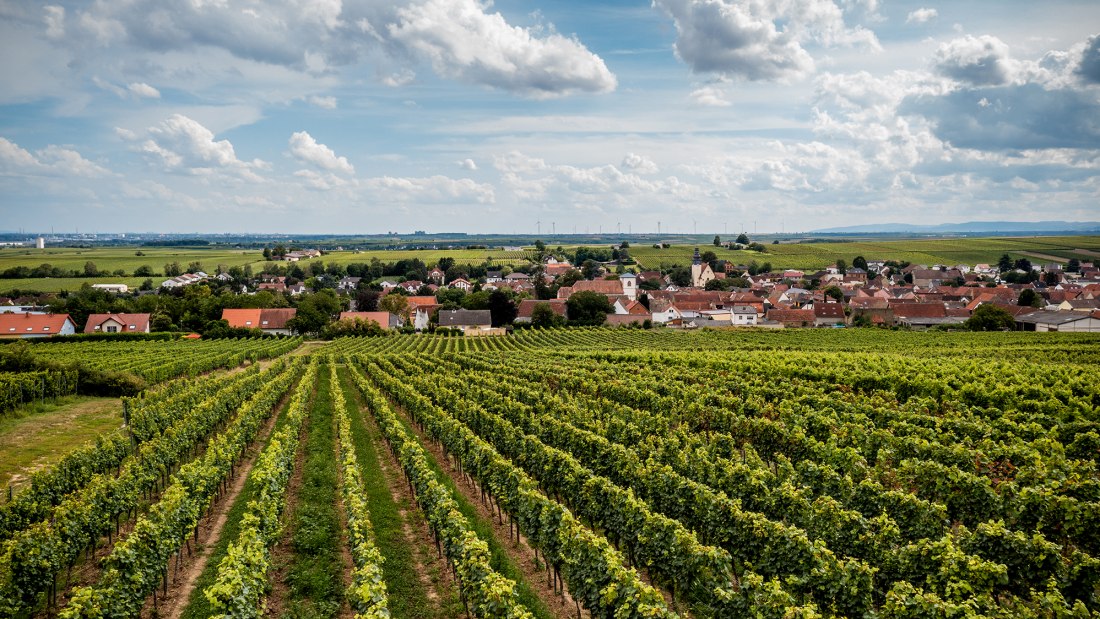 Bechtheimer Rosengarten
