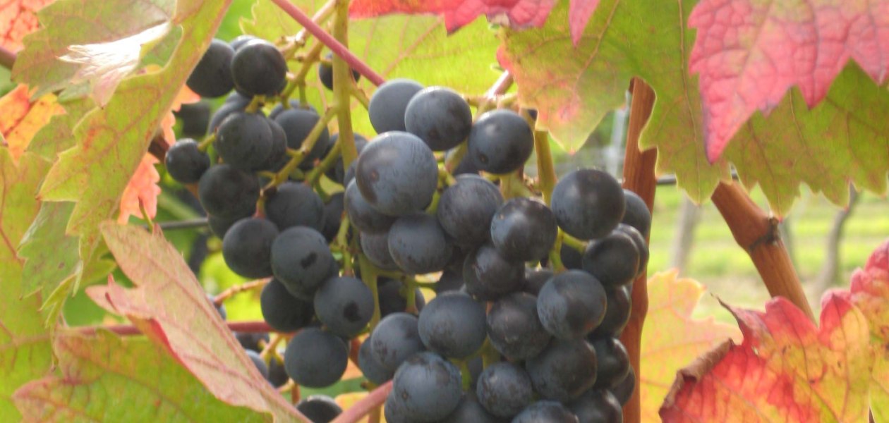 trauben, &copy; Weingut Wagner