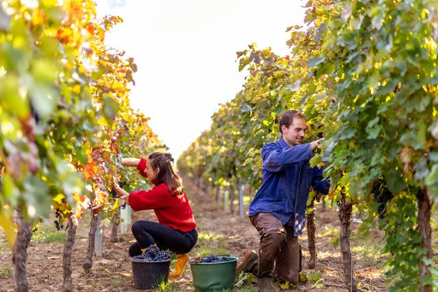 eckert-4, &copy; Weingut Eckert