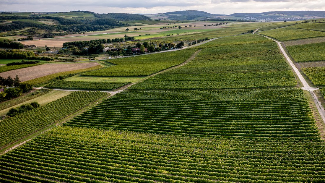 Wöllsteiner Äffchen