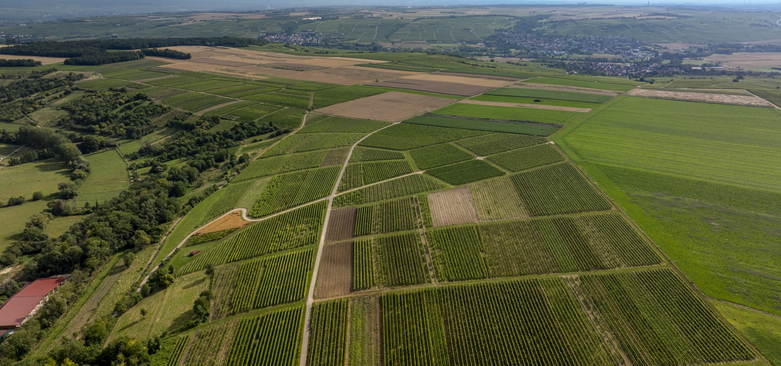 Nieder-Hilbersheimer Steinacker, &copy; Torsten Silz