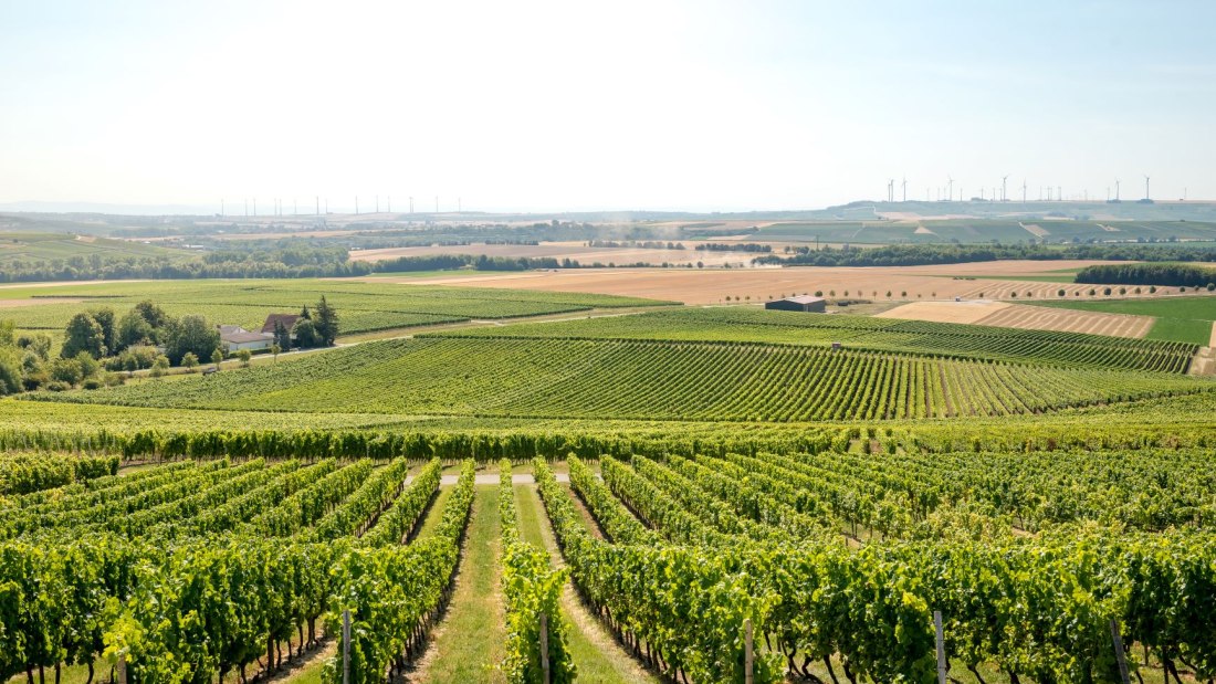 20200723095912_dsc_9197-klein, &copy; Weingut Schmitt