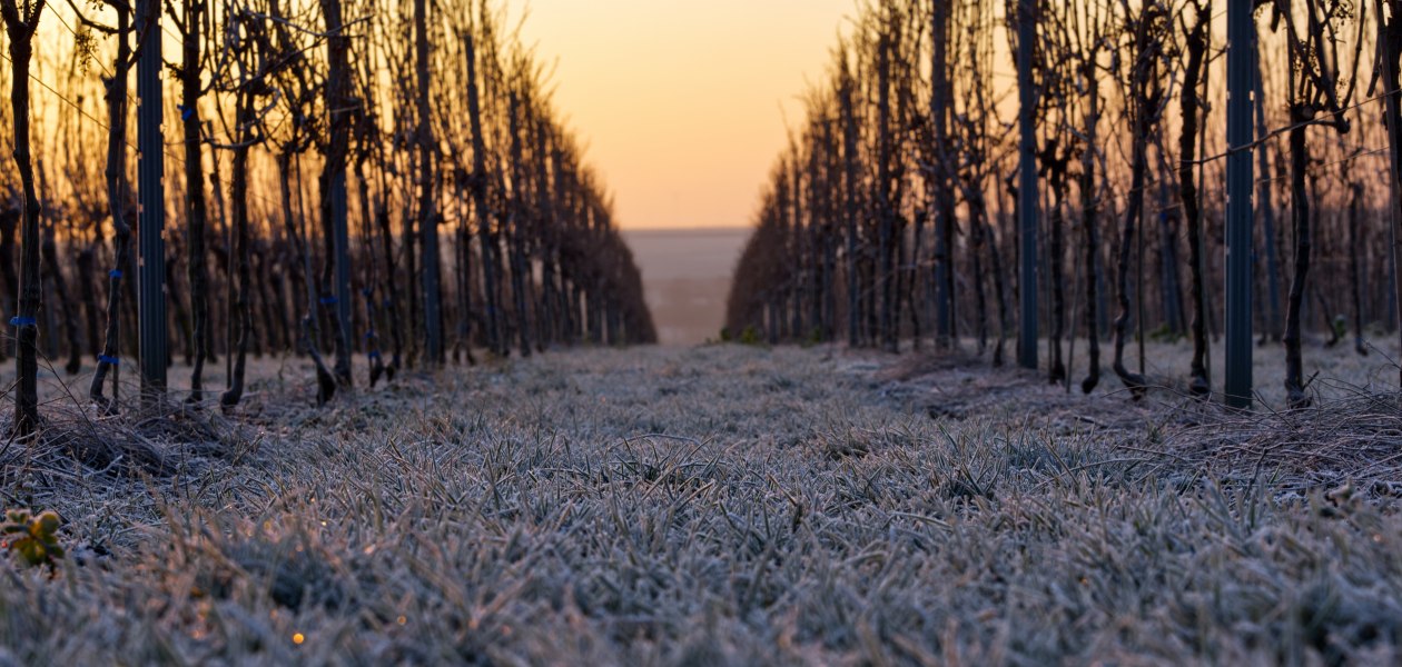 Weingut Gres_Weinberge im Sonnenaufgang, &copy; Weingut Gres