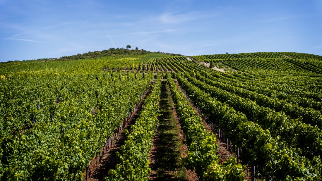 Bechtolsheimer Klosterberg, © Torsten Silz