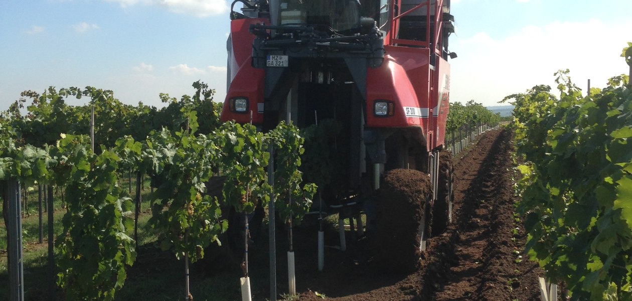 Vollernter Ernte, &copy; Weinmanu