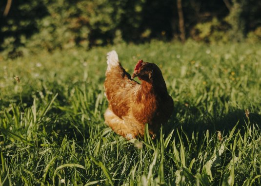 Rheinhessen bl&uuml;ht auf