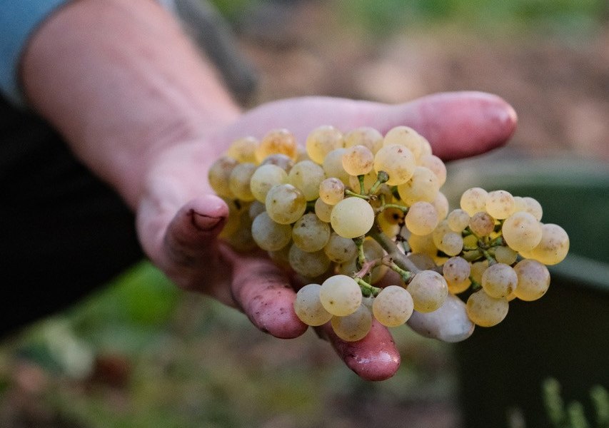 Weintrauben_in_der_Hand