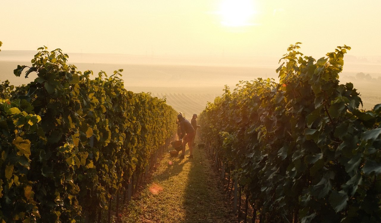 Weinlese_im_Herbst