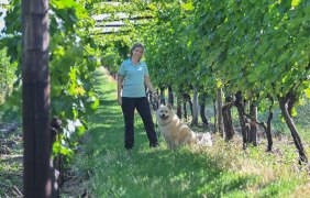 Weinlaube © Verbandsgemeinde Gau-Algesheim, Foto: Andreas Pacek