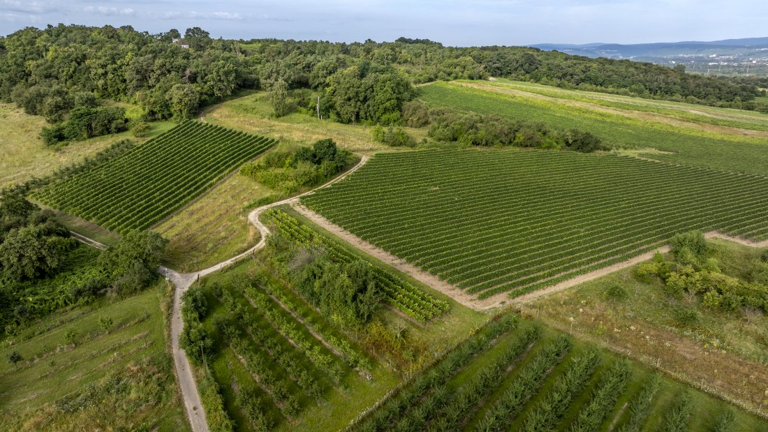 Heidesheimer Gei&szlig;berg, &copy; Torsten Silz