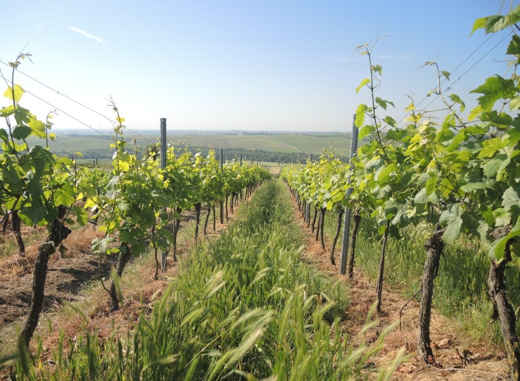 Weingut Mankel_Weinreben, &copy; Weingut Mankel