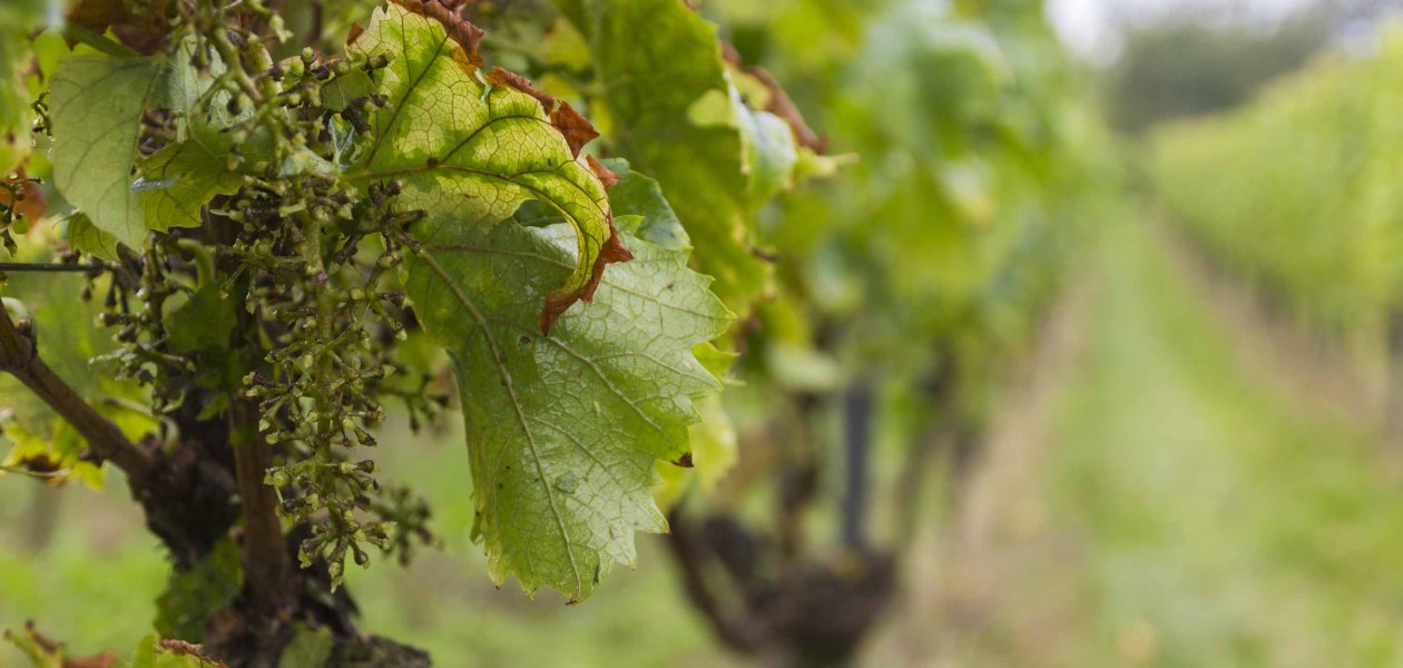 Weingut Freitag_Weinrebe, &copy; Weingut Freitag