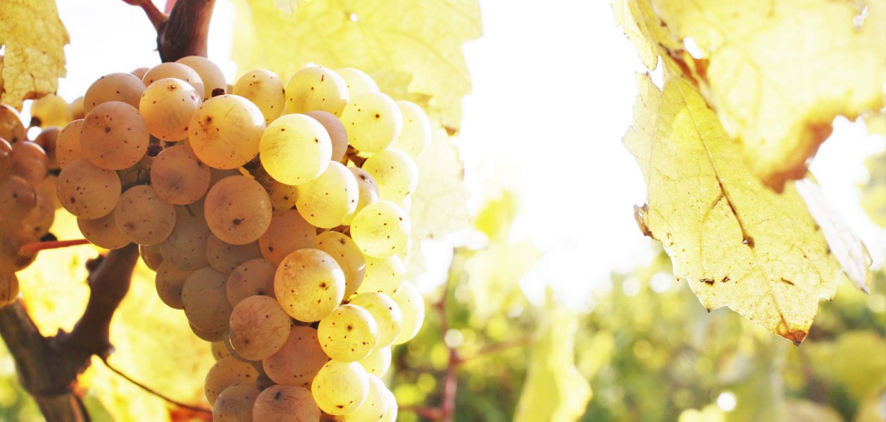 wijnmakerij-gaenz-druif, &copy; Weingut G&auml;nz