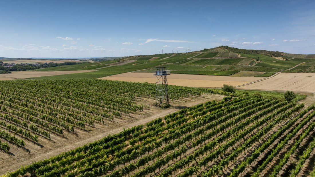 Gau-Odernheimer Ölberg, &copy; Torstein Silz