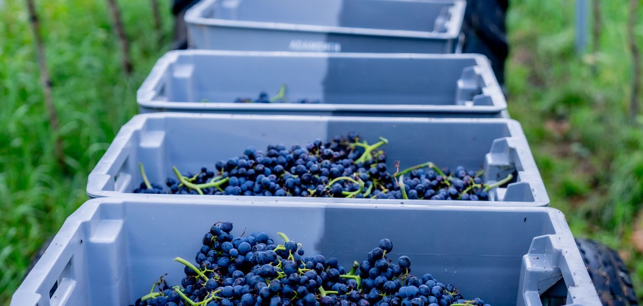 &copy; Weingut Adams