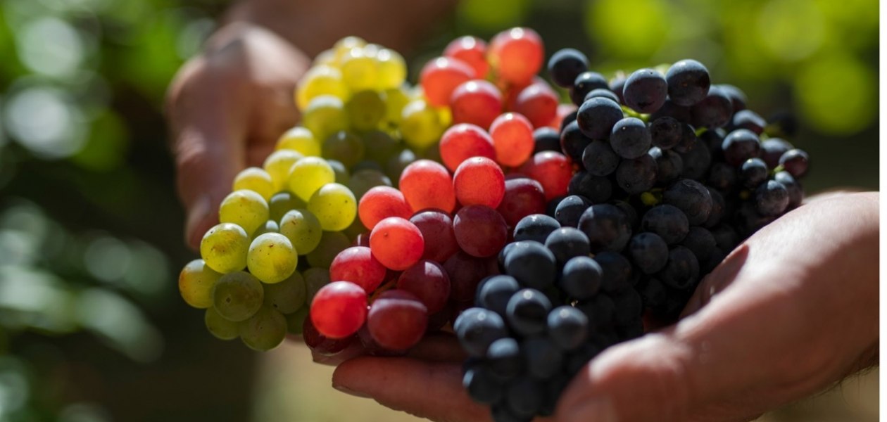 Weingut Jung & Knobloch_Trauben, © Weingut Jung & Knobloch