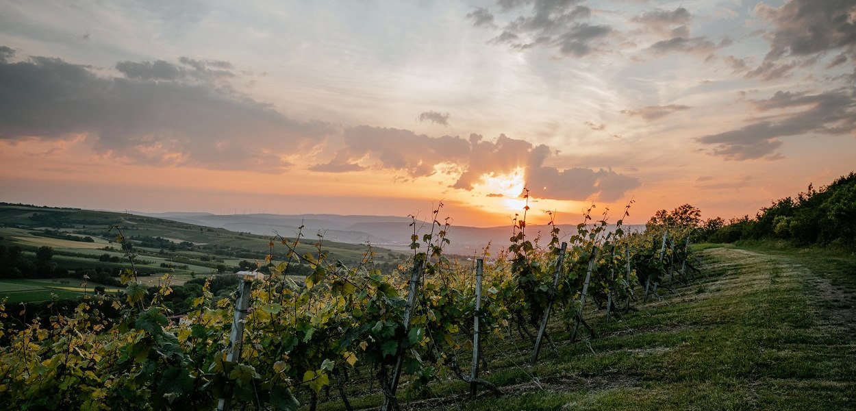 Weingut Finkenauer-Franz_Weinberg, &copy; Weingut Finkenauer-Franz
