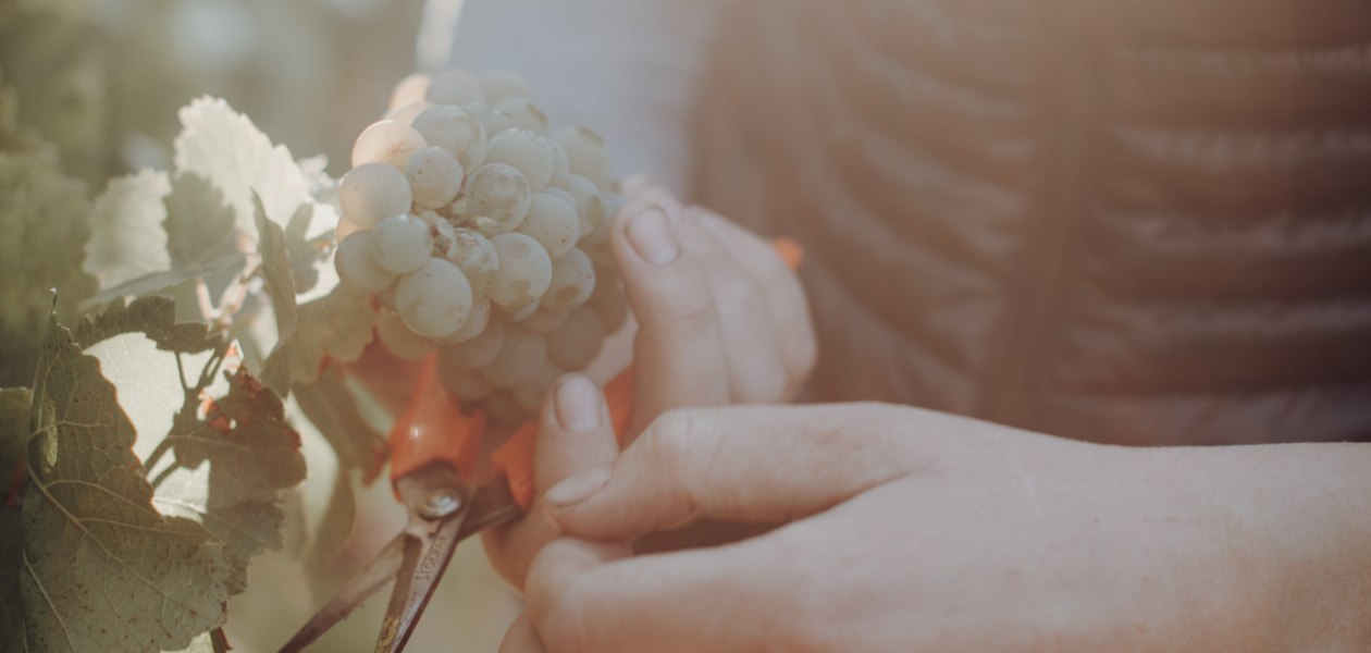 &copy; Weingut Bernhard