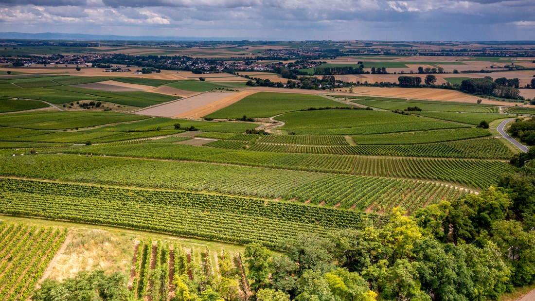 Zornheimer Guldenmorgen