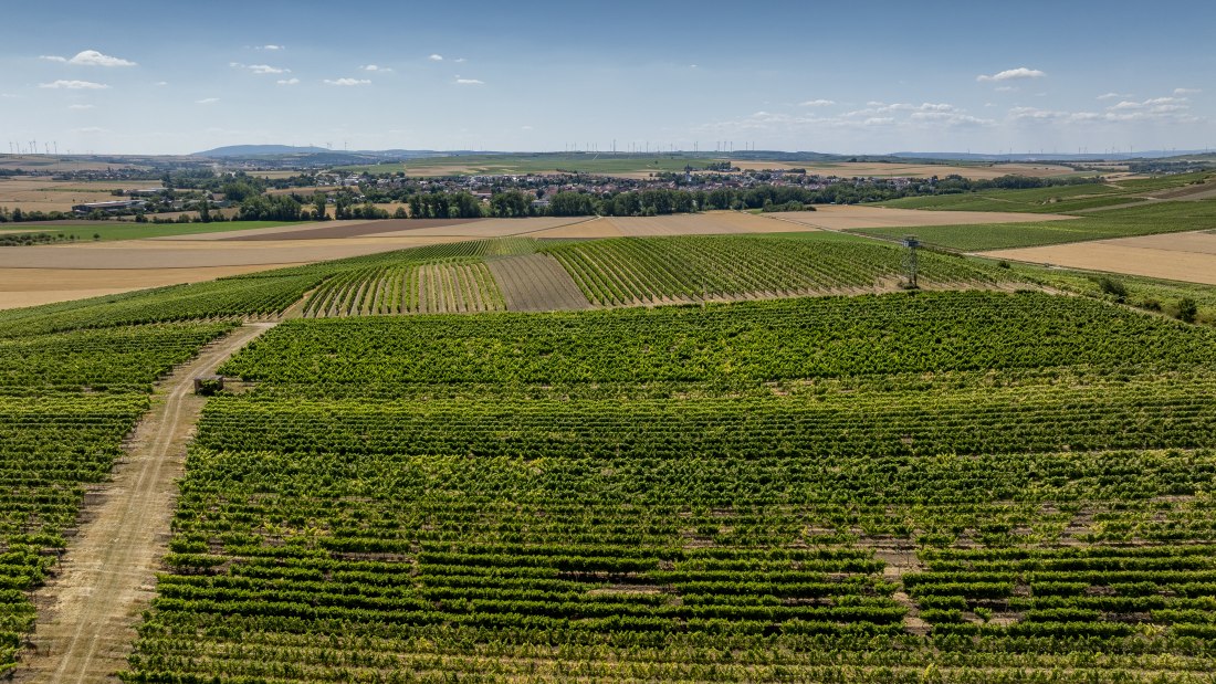 Gau-Odernheimer &Ouml;lberg, &copy; Torsten Silz