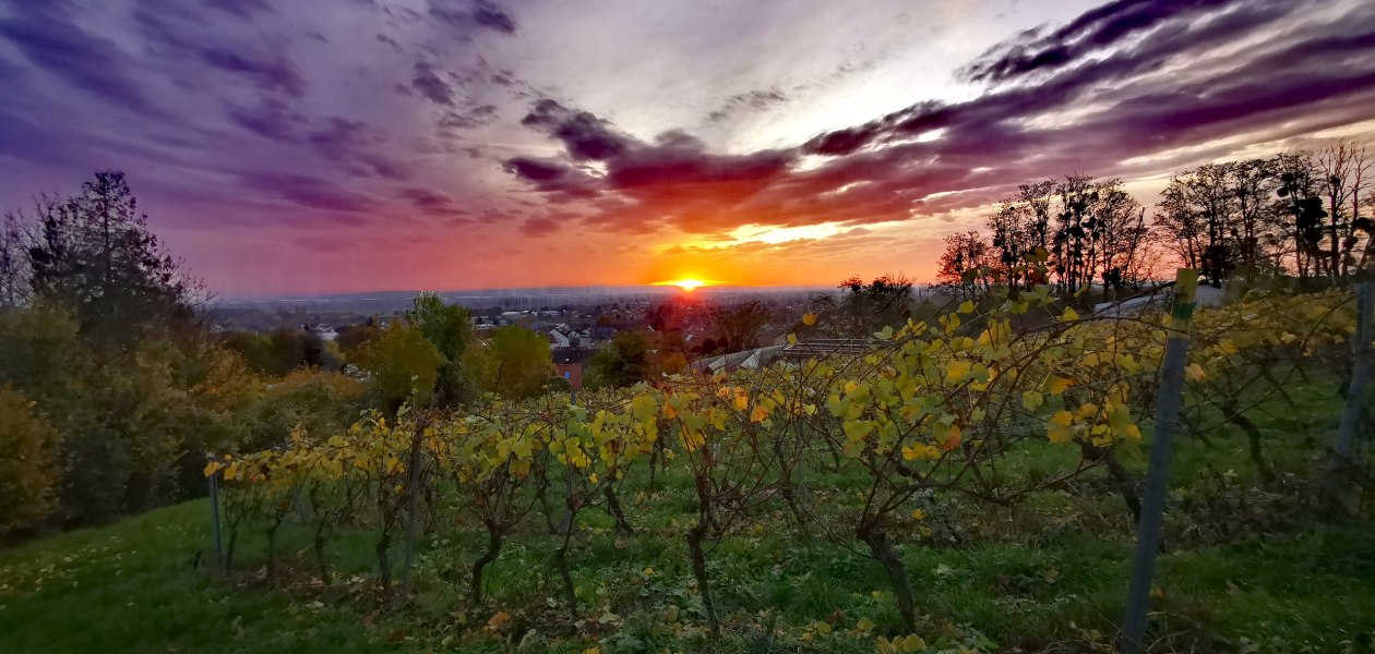&copy; Weingut Rheinterrassenhof
