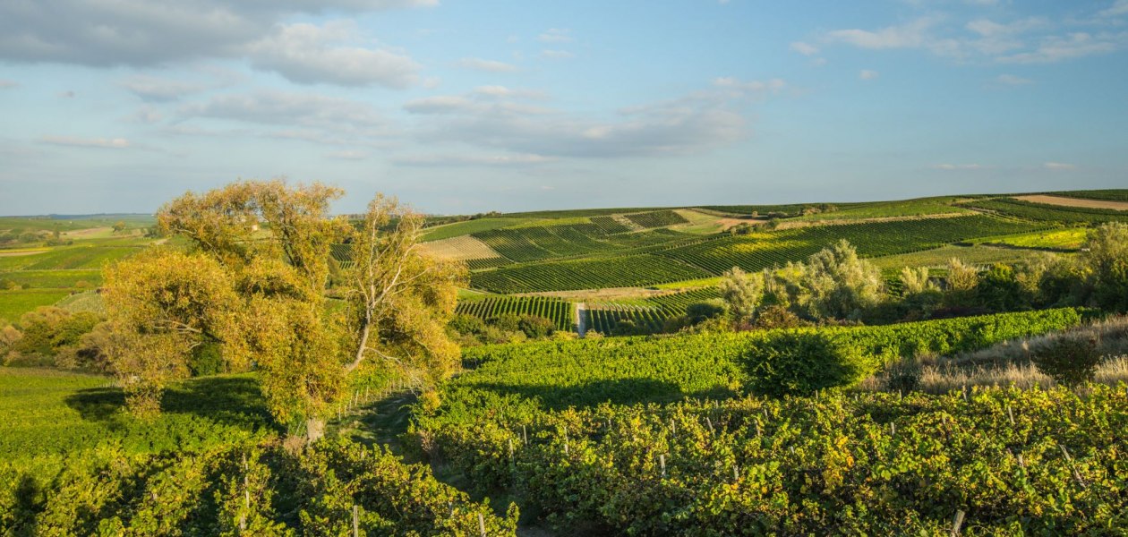 &copy; Weingut Rollanderhof