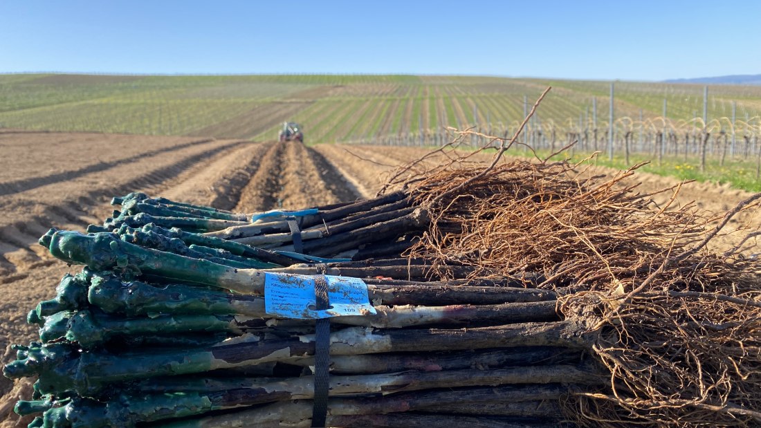 Weingut Breitenbach Neuanlage