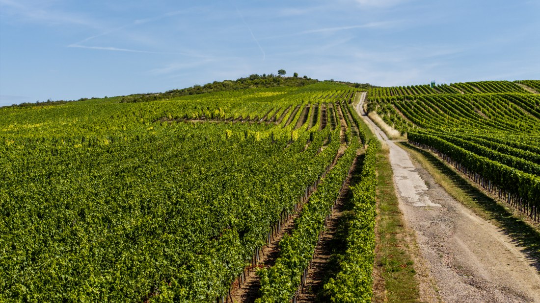 Bechtolsheimer Klosterberg, © Torsten Silz