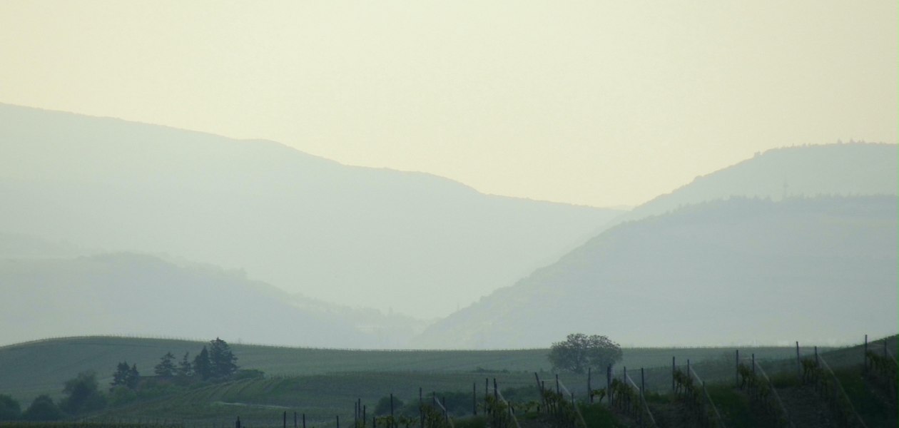 Weingut Schottenhof_Weinberge, &copy; Weingut Schottenhof