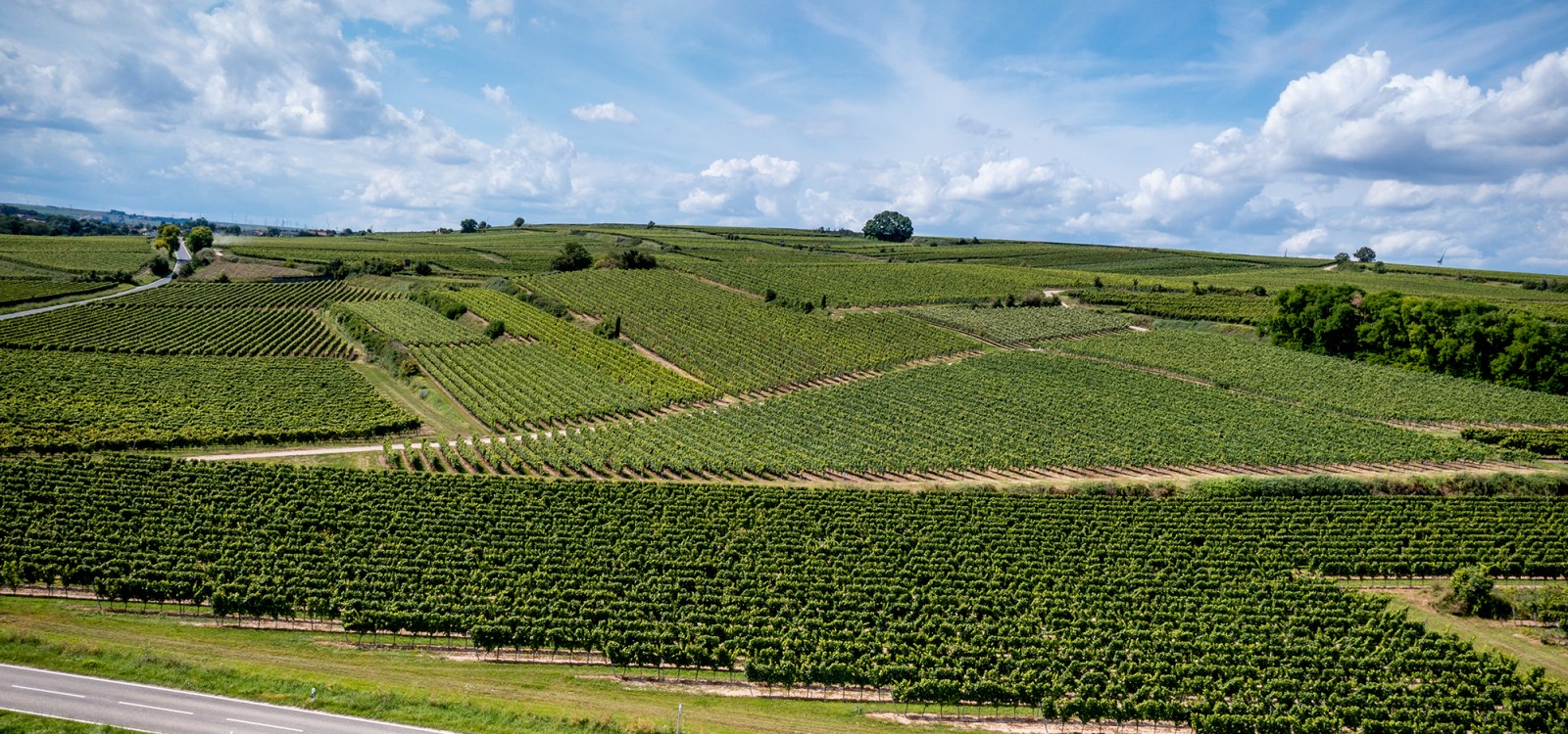 Bechtheimer Geyersberg