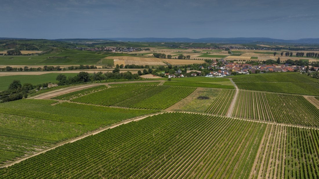 Eckelsheimer Eseltreiber, &copy; Torsten Silz