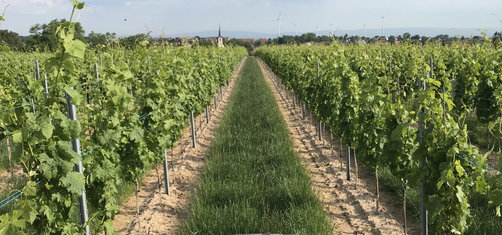 Weinberge, &copy; Weinmanu