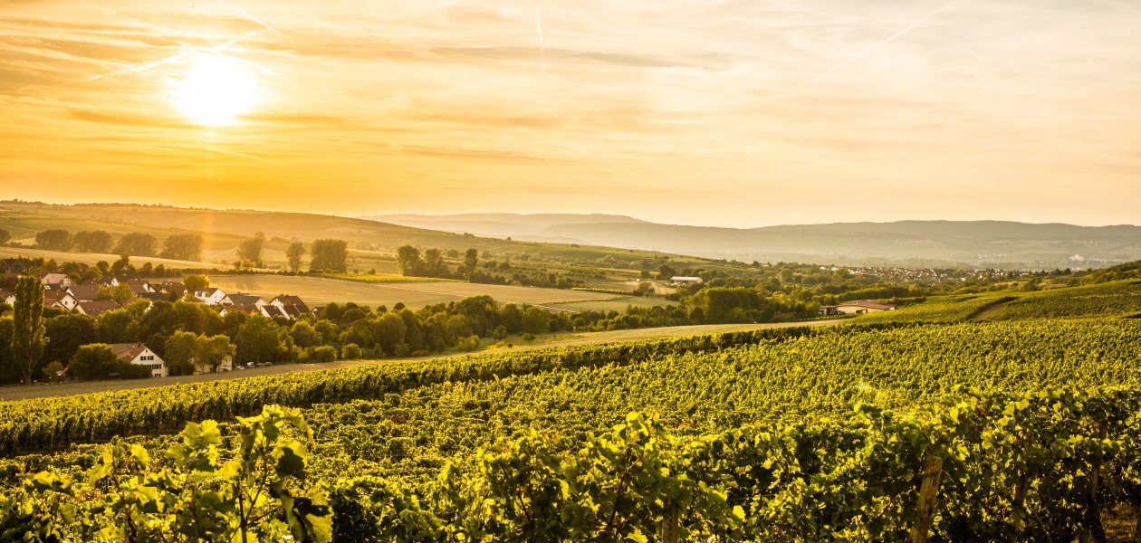 &copy; Weingut Gres