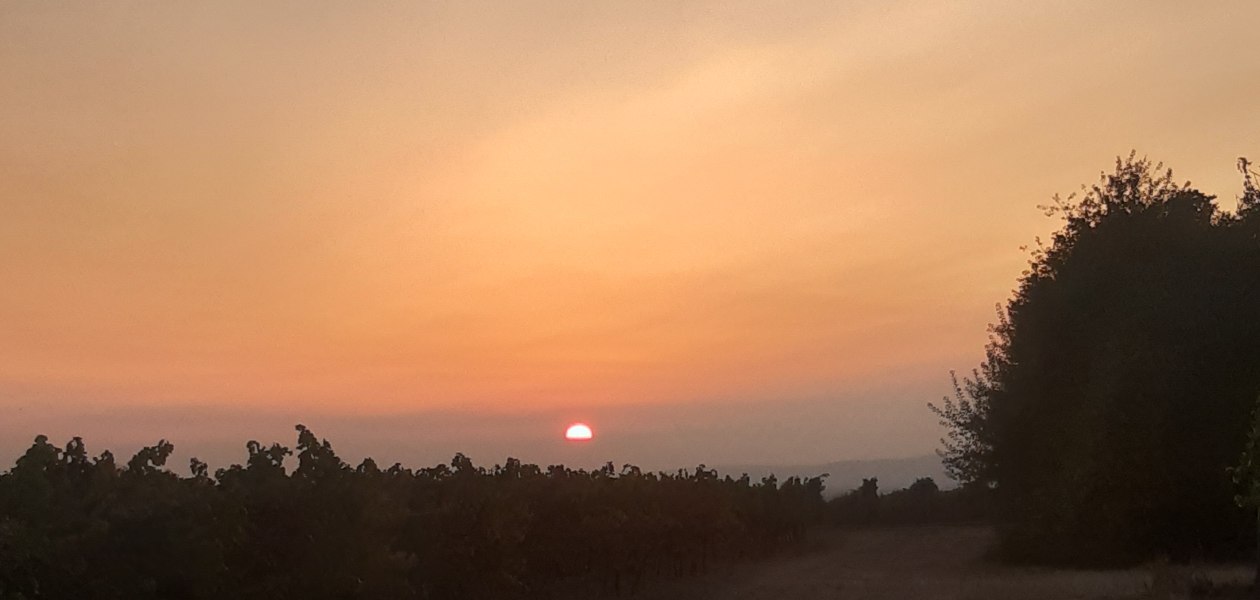 Weingut Holzm&uuml;hle_Weinberg, &copy; Weingut Holzm&uuml;hle