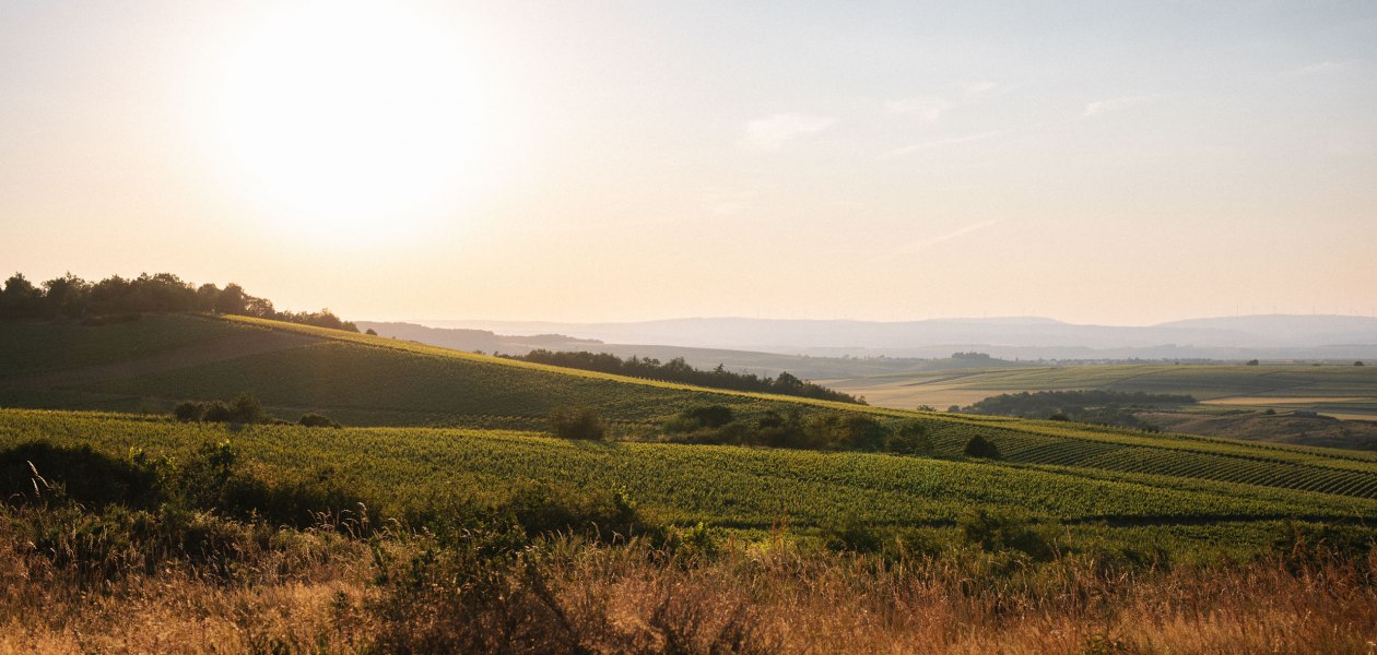 &copy; Weingut M&uuml;ller-Oswald