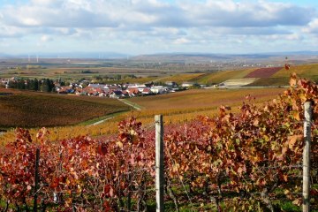 Weinhaus Uhl_Weinreben, &copy; Weinhaus Uhl