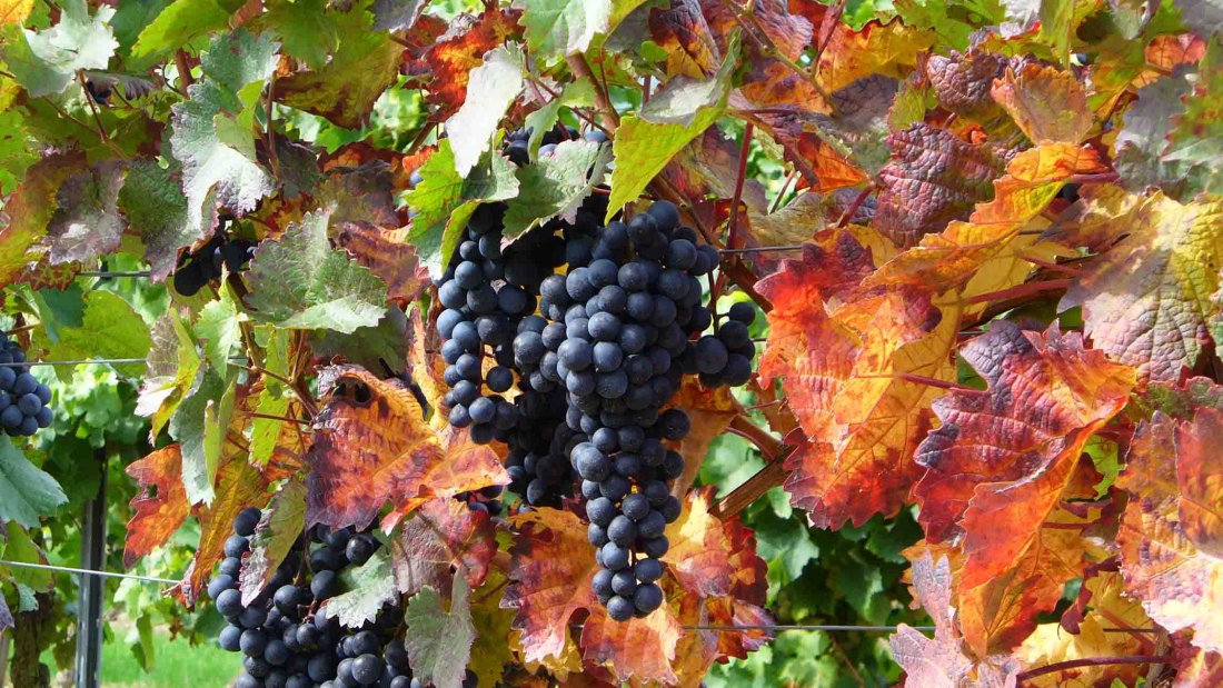 Pfaff wines red grapes Internet, &copy; PFAFF WEINE