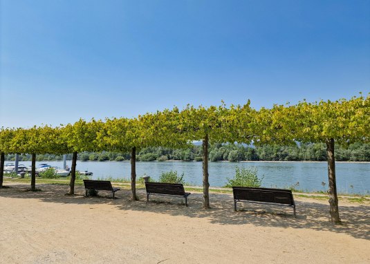 Rhine riverbank Heidenfahrt - View of Inselrhein 1