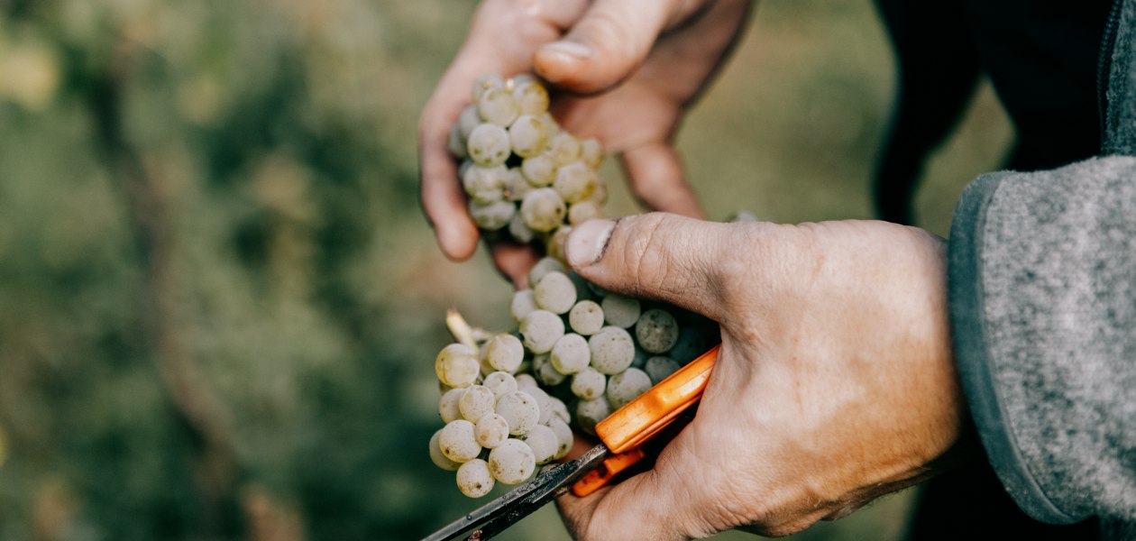&copy; &Ouml;koweingut Arndt F. Werner