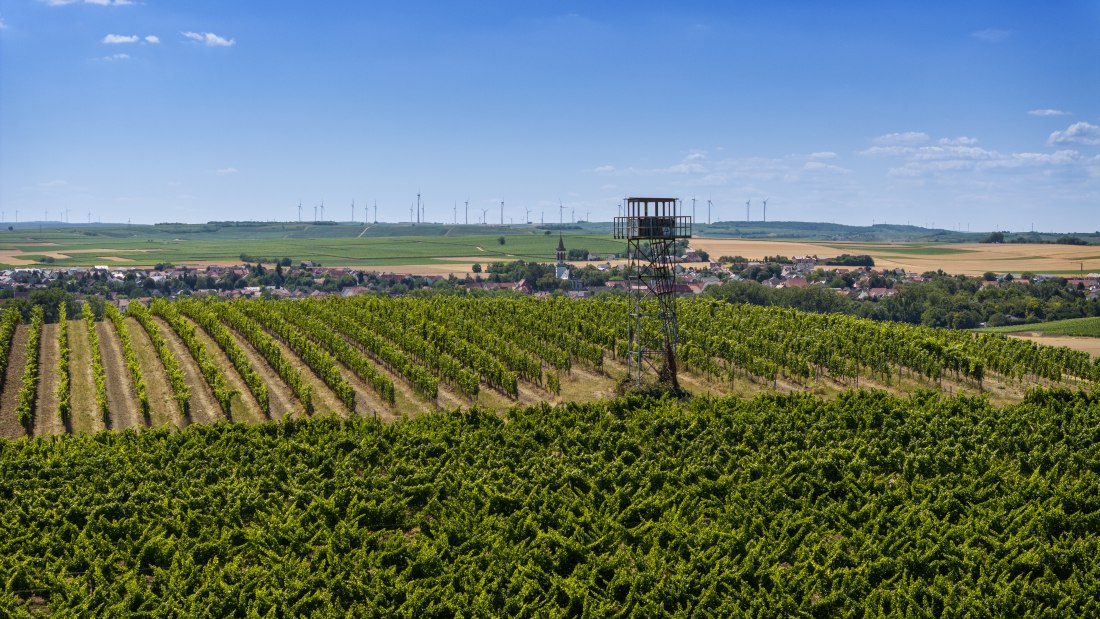 Gau-Odernheimer &Ouml;lberg, &copy; Torsten Silz