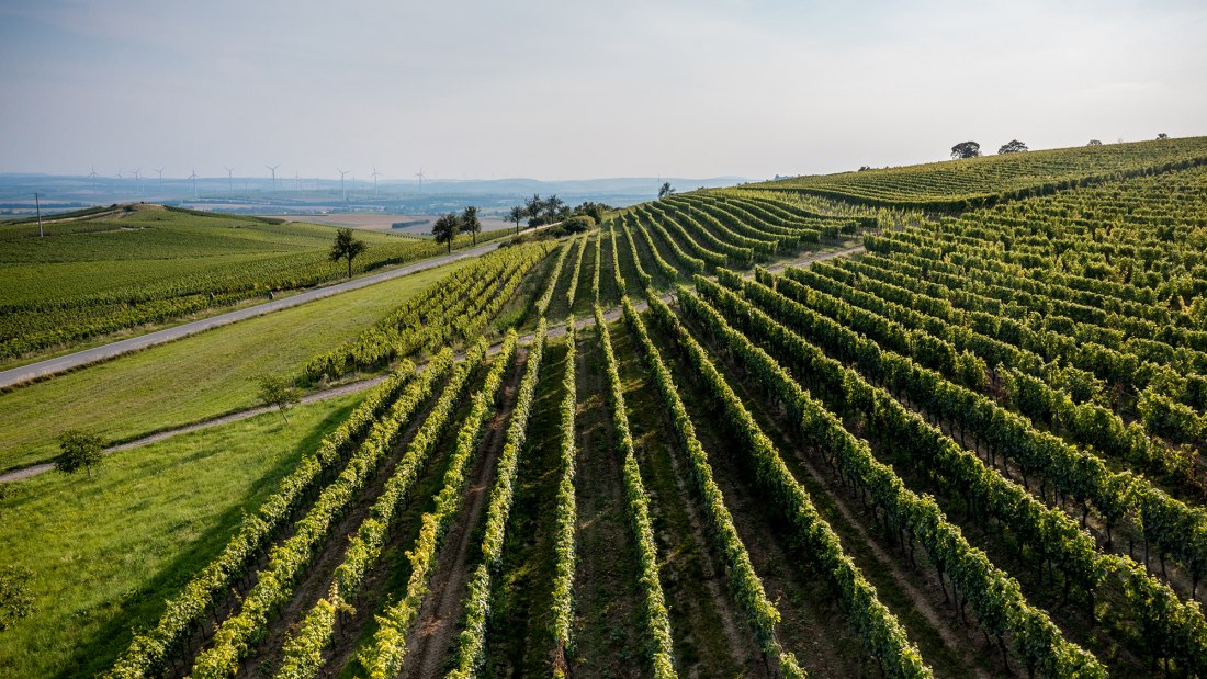 Wörrstädter Rheingrafenberg