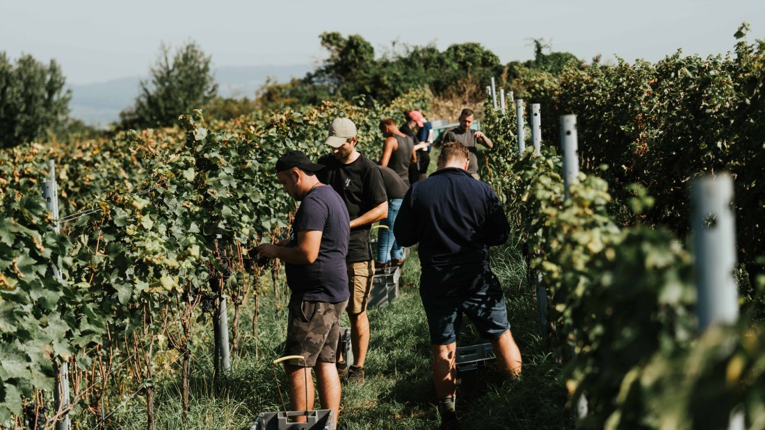 Weingut Adams_Weinlese, &copy; Weingut Adams