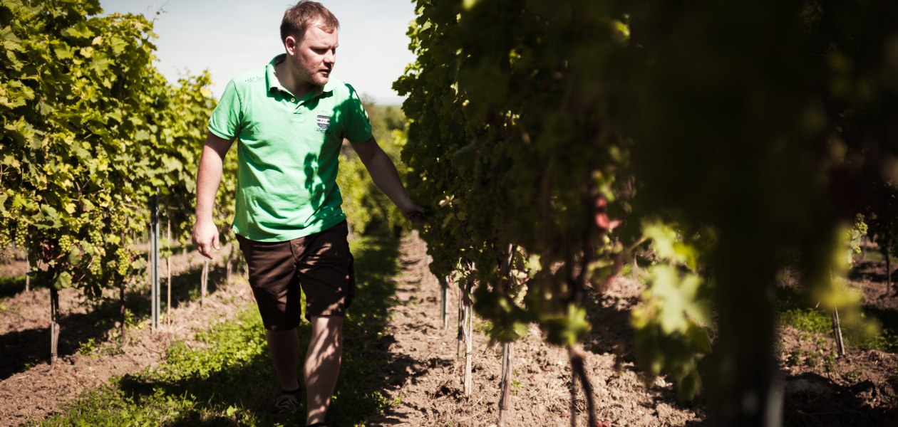 Weingut Dackermann_Winzer in den Reben, &copy; Weingut Dackermann