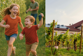 Traubenlese f&uuml;r Familien im Weinberg der Ingelheimer Vinothek &copy; Andrea Enderlein/IkUM GmbH KI generiert