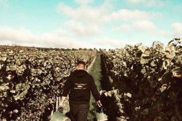 Weingut Wissgott_Weinberg, &copy; Weingut Wissgott