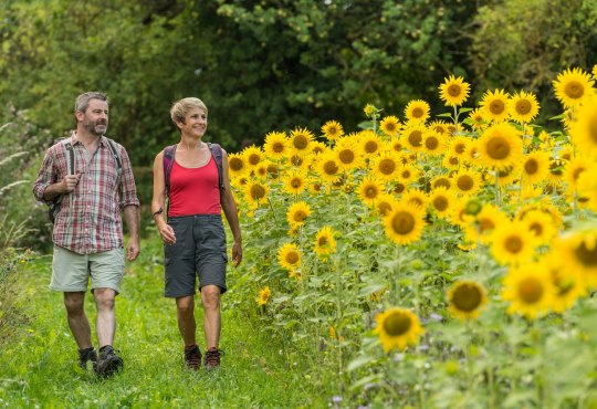 Footpath next to sunflowers, © Dominik Ketz